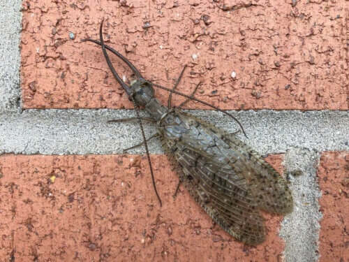 kahverengi böcek ve tuğlalar