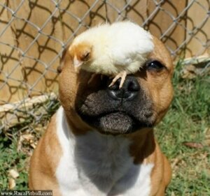 Pitbull ve civciv dostluğu