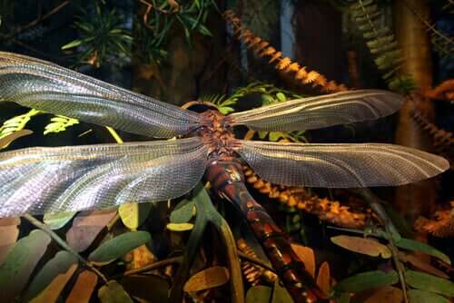 Bir Zamanlar Gezegenimizde Hüküm Süren Dev Böcek