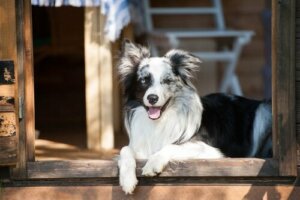 Köpekler Neden Görünmez Kapılar Görür