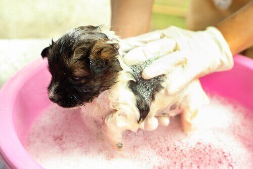 Yavru köpek yıkanıyor.