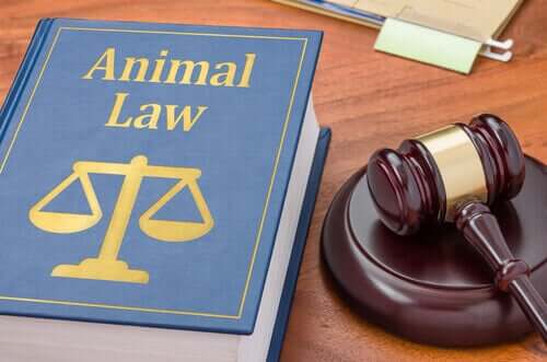Hangi Durumlarda Hayvan Avukatı Gerekir?