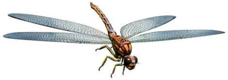 helikopter böceği
