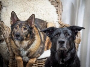 Davranışsal Problemler: Köpeklerde Uygunsuz Üste Çıkma Davranışları