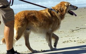 Köpeğiniz ile Yolculuk: Evet mi Hayır mı?