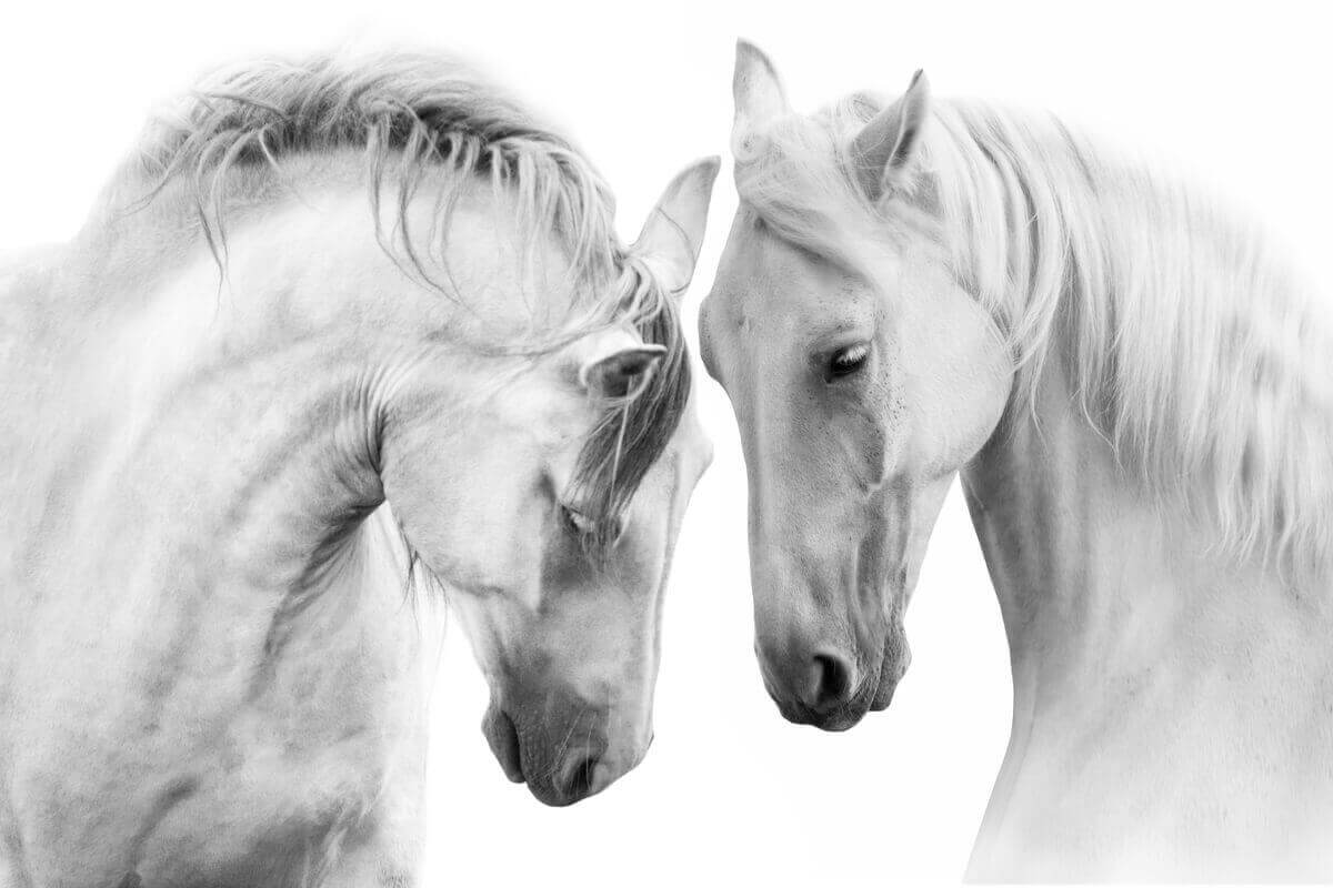 Birbirlerine doğru duran iki beyaz at