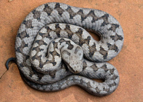 Uzun burunlu bir engereğin tüm vücudu.