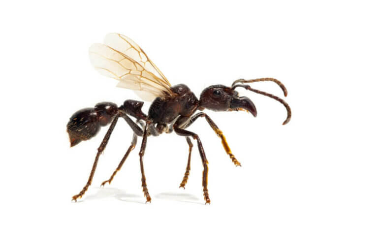 Mermi Karıncalar Ne Kadar Tehlikelidirler?