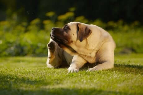 çimlerde oturup kaşınan köpek