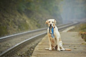Kayıp Bir Köpek Evine Ulaşmak İçin 80 Kilometre Yürüdü