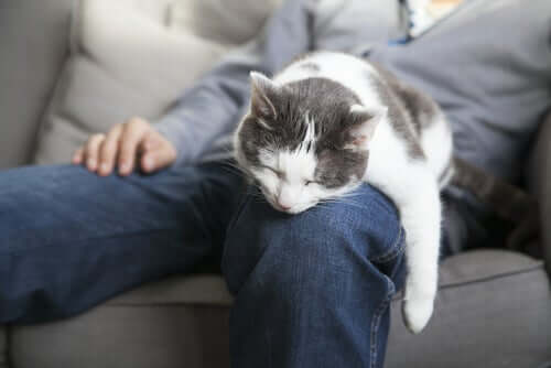 Sahibinin kucağında uyuyan bir kedi.