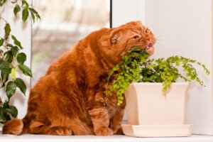 Kedi nanesi yiyen bir kedi