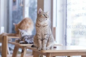 Kedi Sahibi Olmak Kalp Sağlığınızı İyileştirebilir