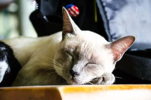 sahibinin yanında uyuyan kedi