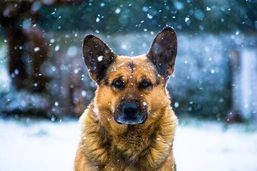 Kış Sırasında Köpeğinizle Yapabileceğiniz En İyi Aktiviteler