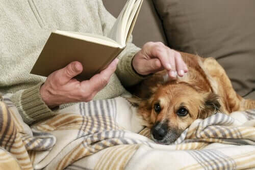 Kitap okurken köpeğini seven bir kişi.