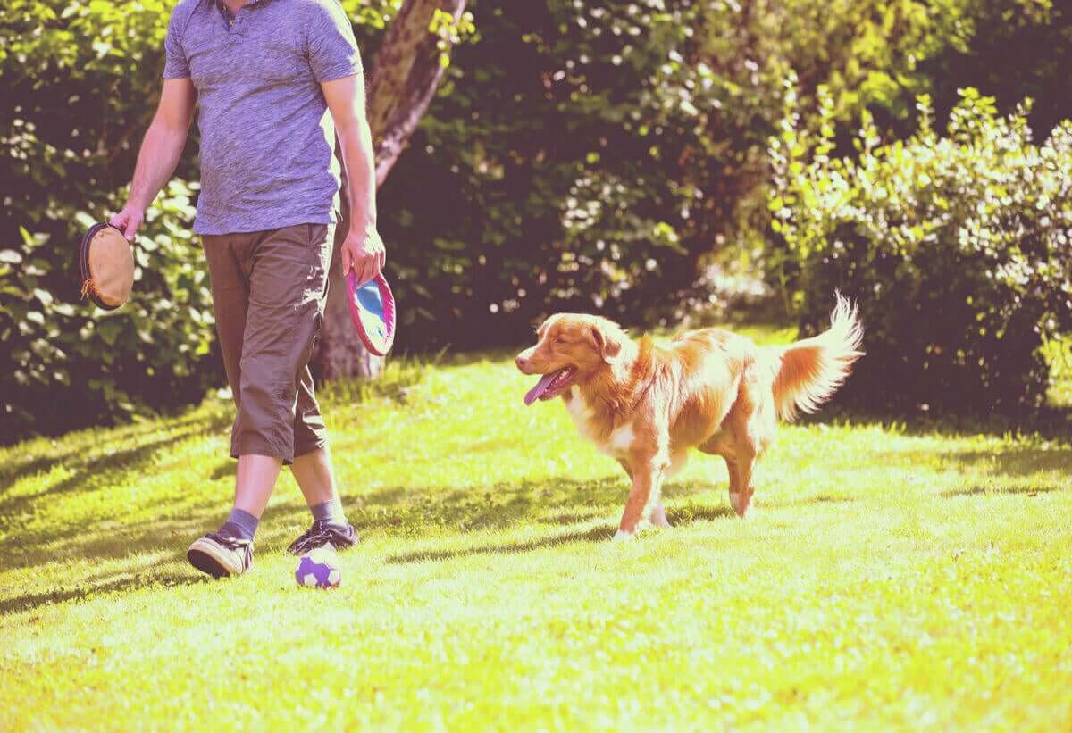 Köpeklerin sahiplerini takip etmeleri