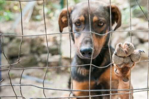 Evcil Köpekler Kuzey Kore'de Kim Jong Un Tarafından Yasaklandı