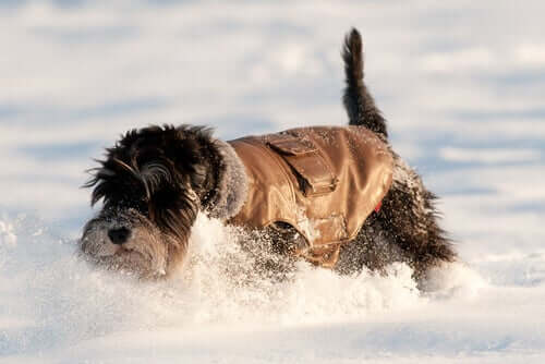 Karların içerisinde oynayan bir köpek.