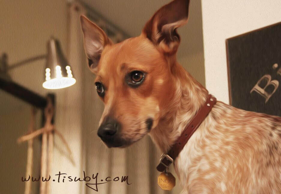 venezuelalı şarkıcı tisuby köpeği
