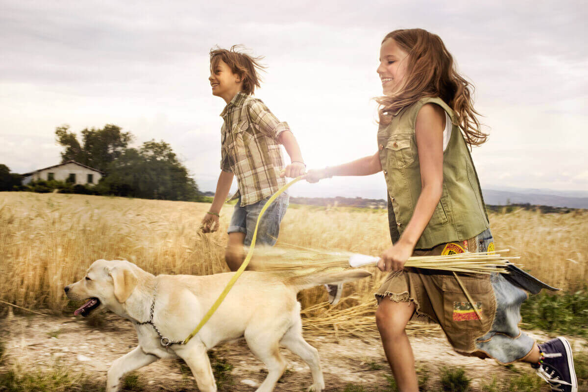 Buğday tarlasında tasmalı köpekle koşan çocuklar
