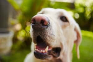 köpeklerde ağız tümörü