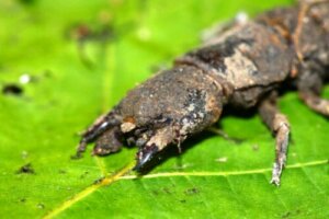 Korkunç Görünen Zararsız Böcekler