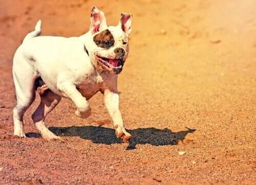 koşan bir amerikan bulldog