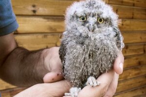 Mártioda Vahşi Yaşam Hastanesi ve Rehabilitasyon Merkezi