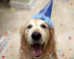 Köpek için doğum günü partisi.