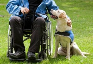 Köpekler İnsanların Hayatlarını Daha İyi Hale Nasıl Getirir?