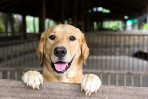 Mutlu bir labrador retriever.