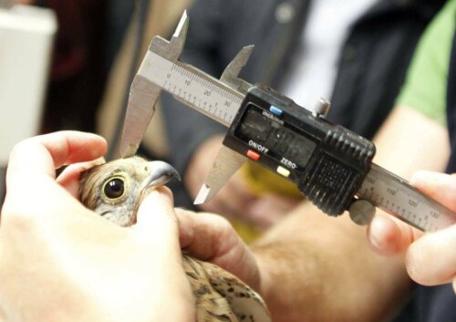 Mártioda Vahşi Yaşam Hastanesi ve Rehabilitasyon Merkezinde ölçümleri yapılan bir kuş.