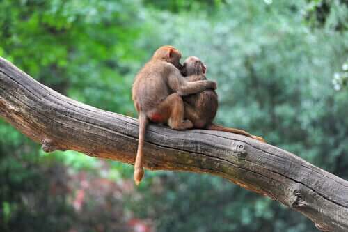 ağaç üstünde sarılan iki maymun