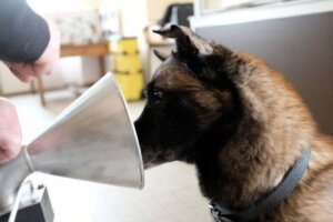 Meme Kanserini Tespit Edebilen Harika Köpekler