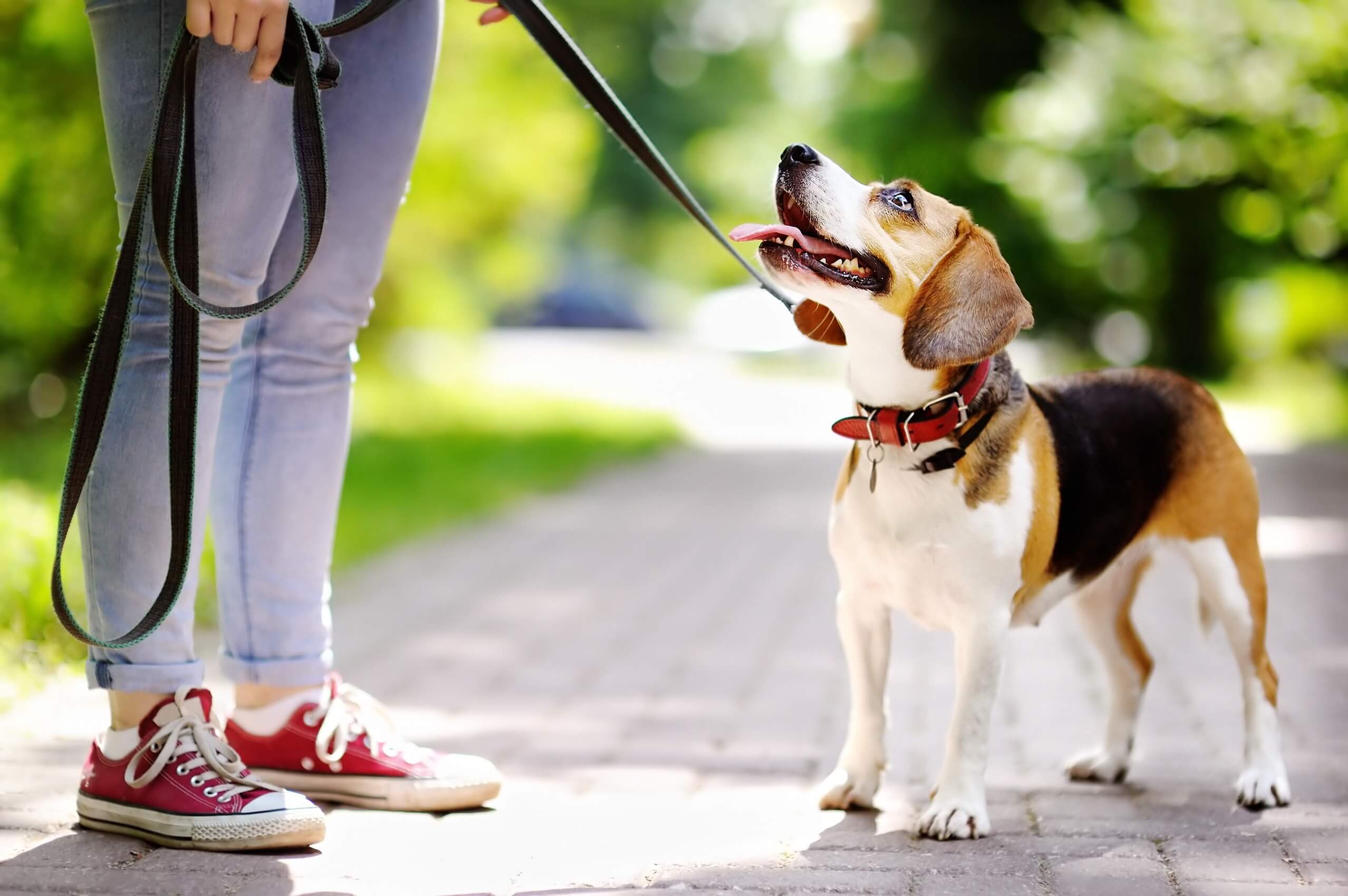 Köpek Eğitimi: Köpeğinizi Nasıl Motive Edersiniz?