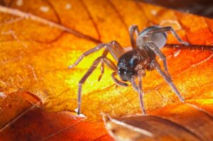 Matriphagy: Özellikleri Ve Önemi