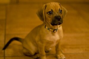 Oturan bir yavru köpek