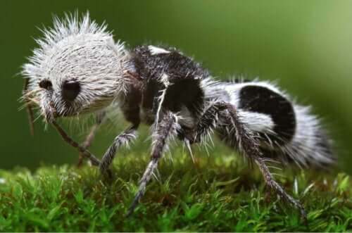 Panda Karıncası: Eşek Arısına Dönüşen Savaşçı Karınca