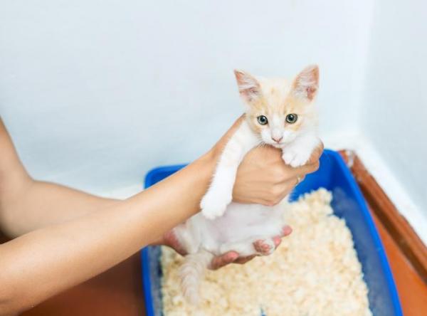kumunun üzerinde elde tutulan kedi