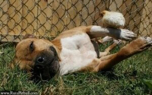 Bir Pitbull ve Civcivleri: Şaşırtıcı Bir Arkadaşlık