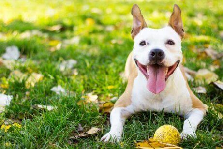 mutlu pittbull