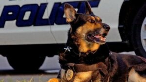 Polis köpeği.