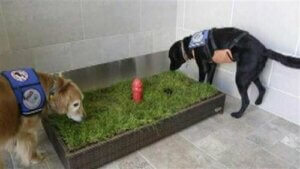 Havalimanı Evcil Hayvan Rahatlama Tesisleri Artıyor