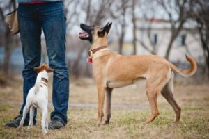 sahibini anlayan köpek