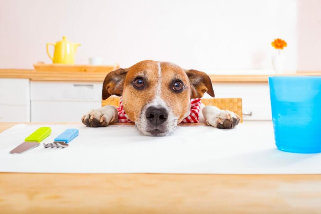 köpeklerde vejetaryen beslenme