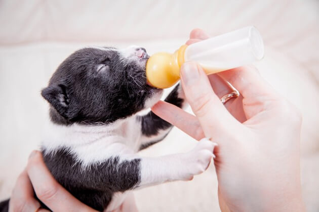 Yavru Köpekler Süt Tozuyla Ne Zaman Beslenmeli?