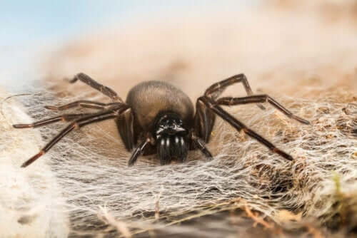 siyah örümcek ağlarda geziniyor ve matriphagy