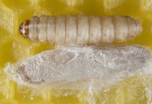 Bir solucan larvası.