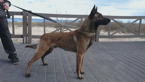 Tetikte, dikkatli bir köpek.